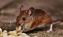 24 Hour & Emergency Exterminators in Penrose, NC